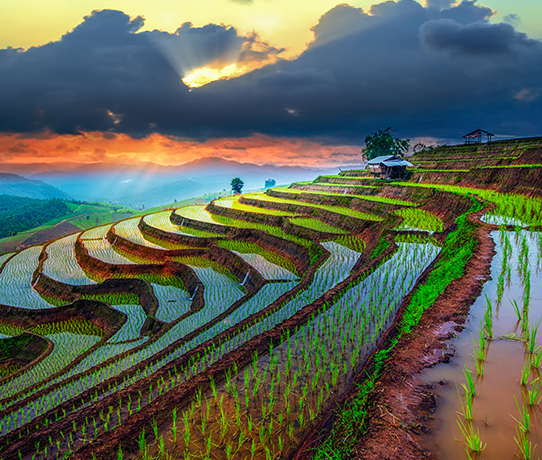 rice-fields-542x469